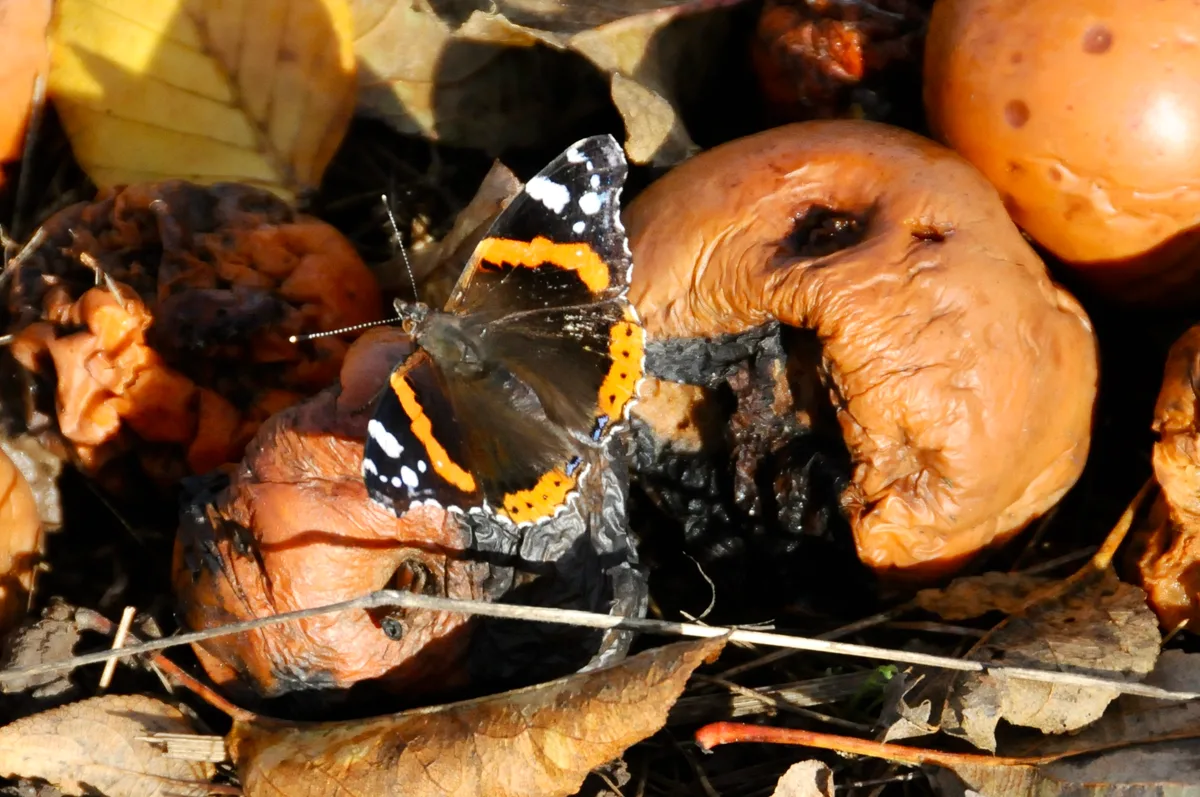 Man sieht einen Schmetterling auf faulen Äpfeln.